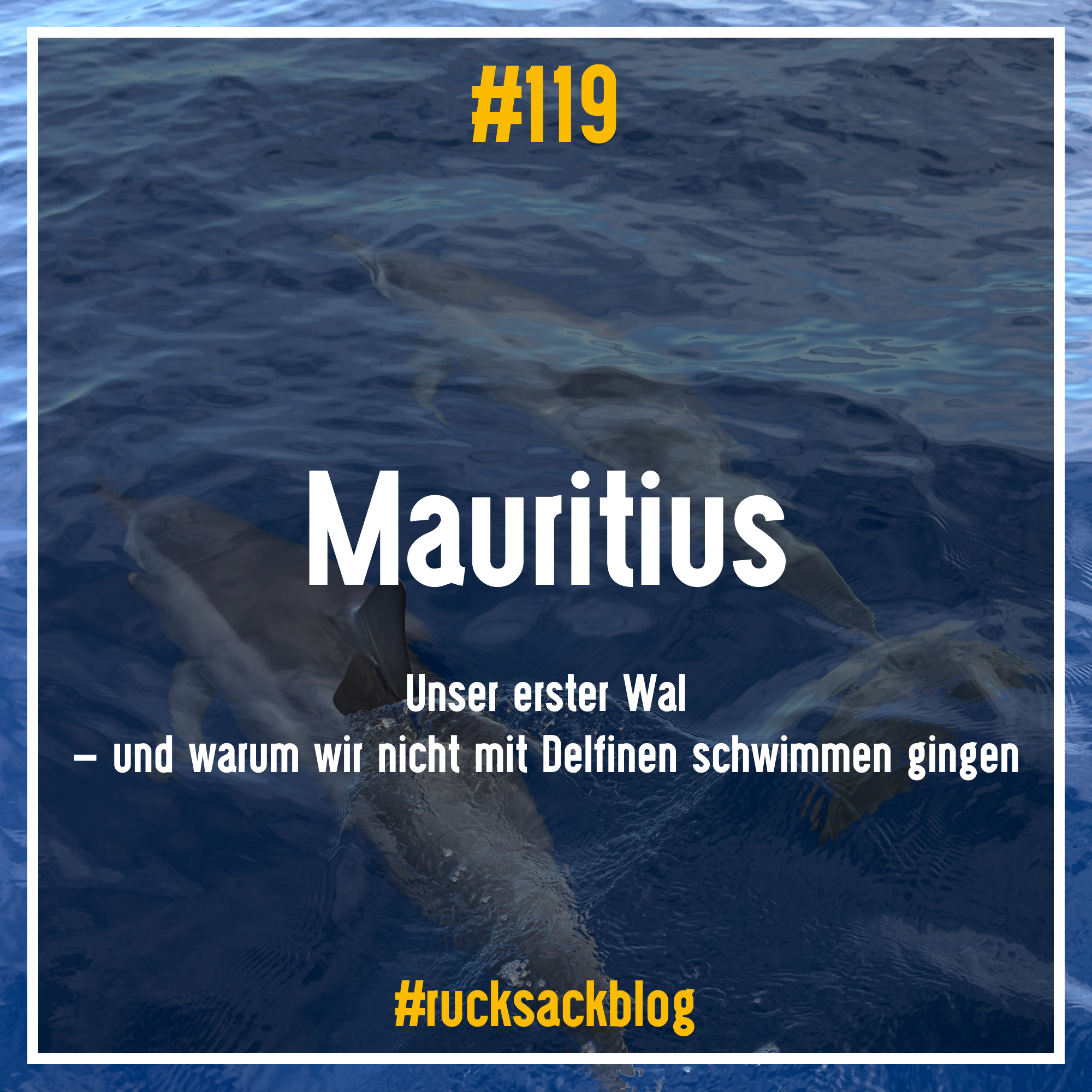 Unser erster Wal – und warum wir nicht mit Delfinen schwimmen gingen